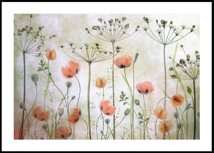 Poppy Meadow - Posterbox
