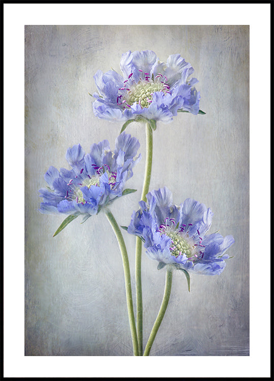 Scabiosa Plakat - Posterbox