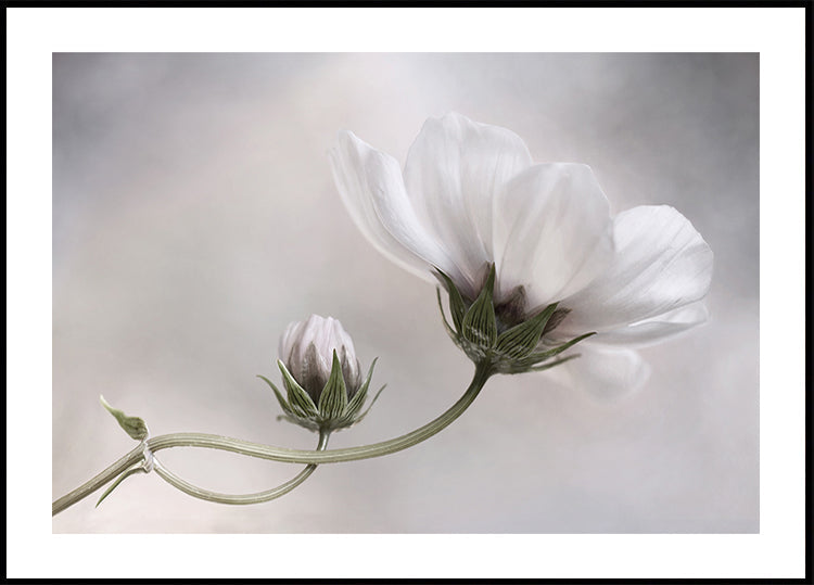 Simply Cosmos - Posterbox