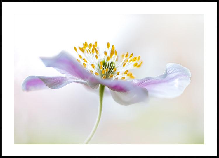 Wood Anemone - Posterbox