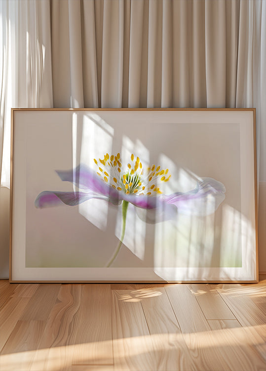 Wood Anemone - Posterbox