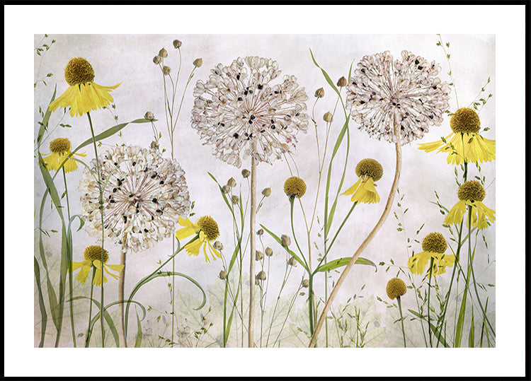 Alliums and heleniums Plakat - Posterbox
