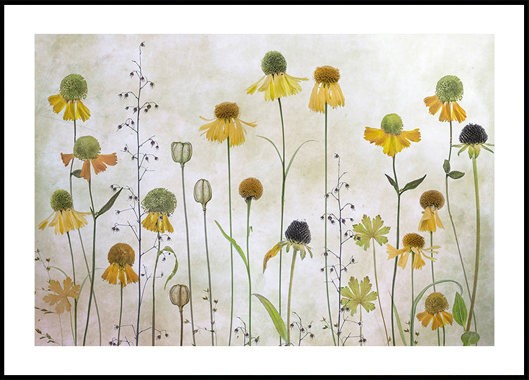 Helenium Plakat - Posterbox