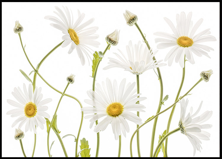 Ox eye Daisies Plakat - Posterbox