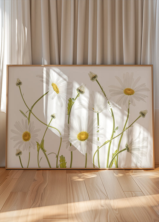 Ox eye Daisies Plakat - Posterbox