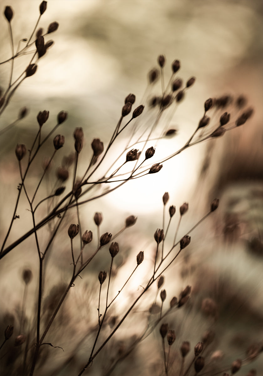 Autumn Lights - Posterbox