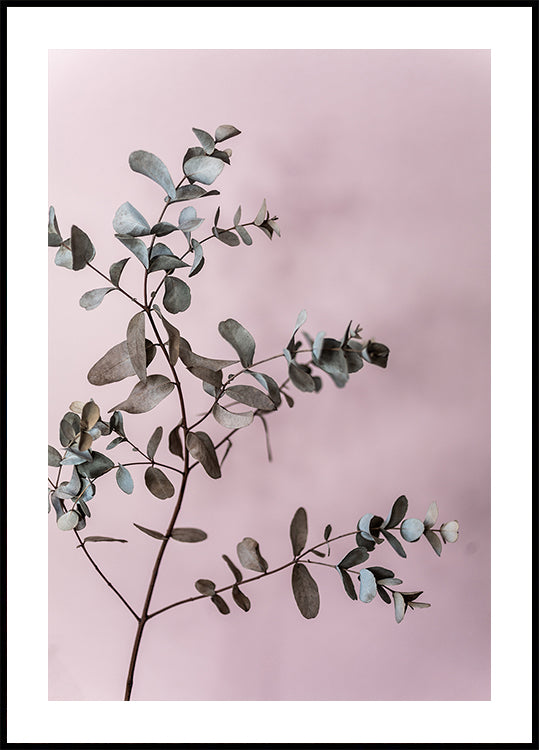 Eucalyptus 12 - Posterbox