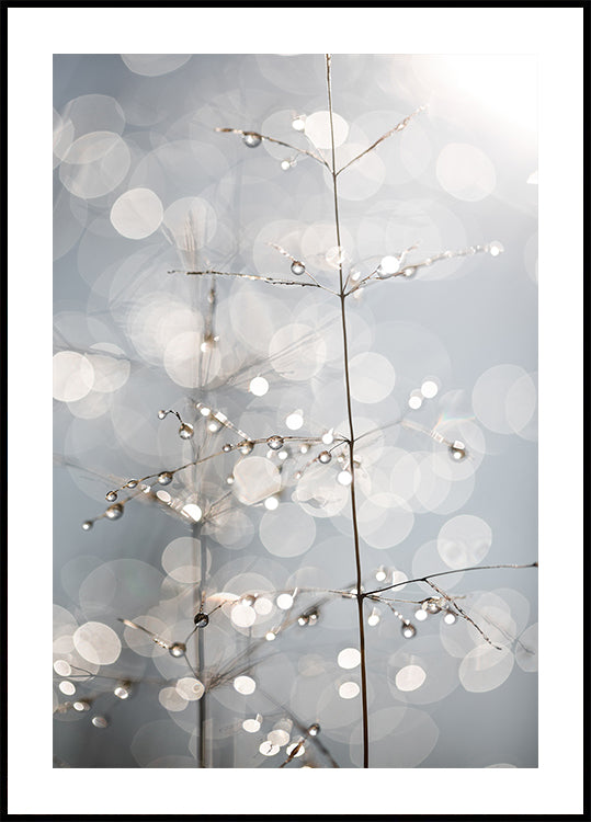 Natural Sparkle - Posterbox