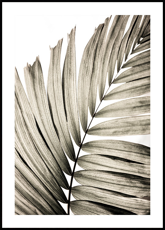 Palm Leaves 22 - Posterbox