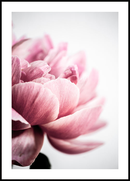 Peony 1 - Posterbox