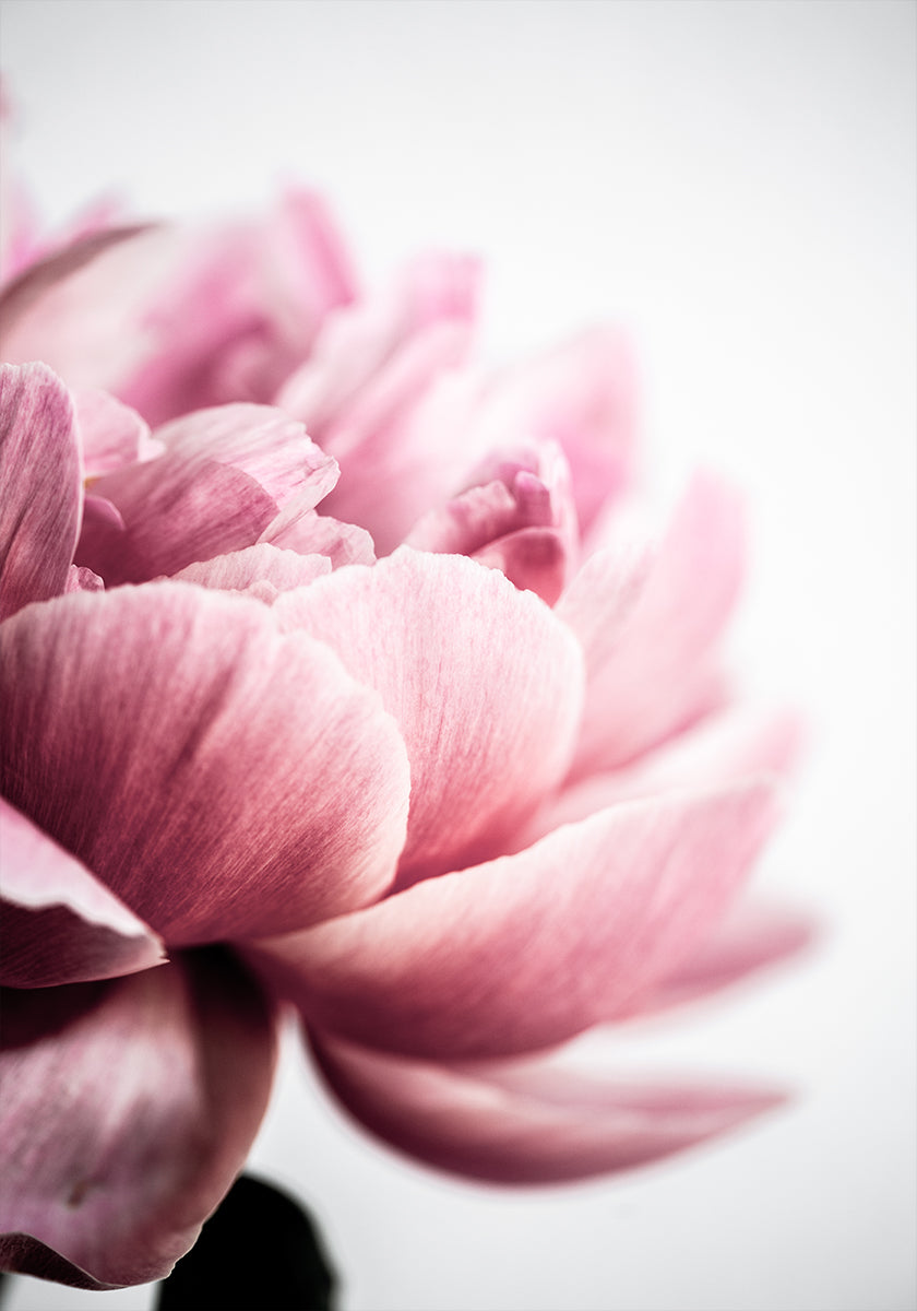 Peony 1 - Posterbox
