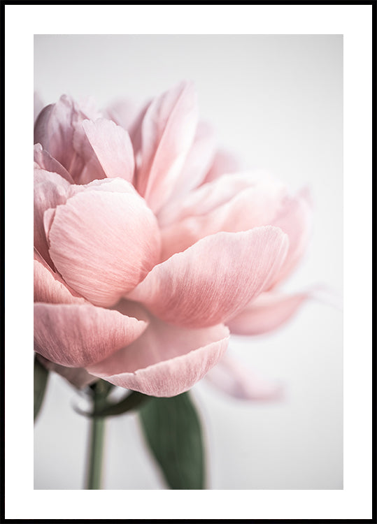 Peony 3 - Posterbox