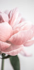 Peony 3 - Posterbox
