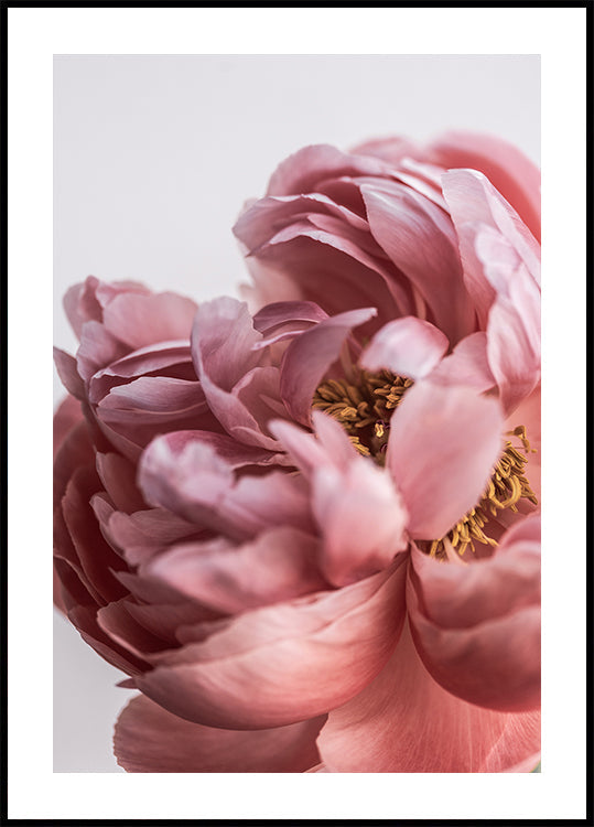 Peony - Posterbox