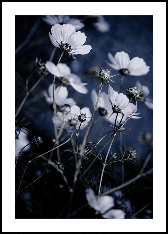 Wild Flowers 10 - Posterbox