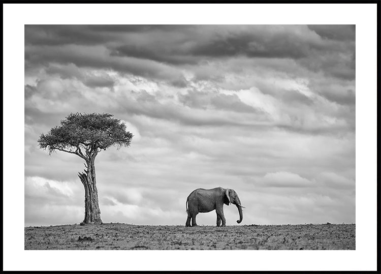 Elephant Landscape - Posterbox