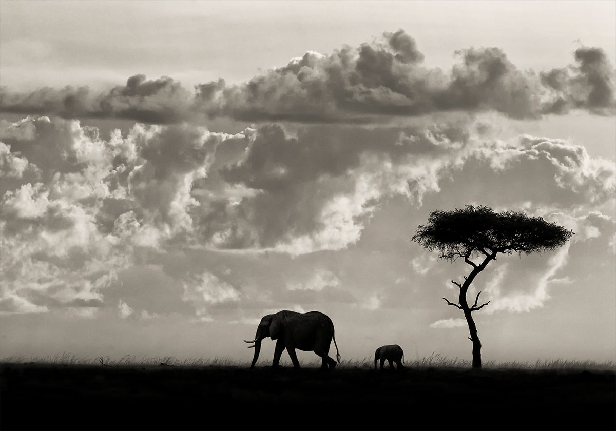 Silhouettes of Mara - Posterbox