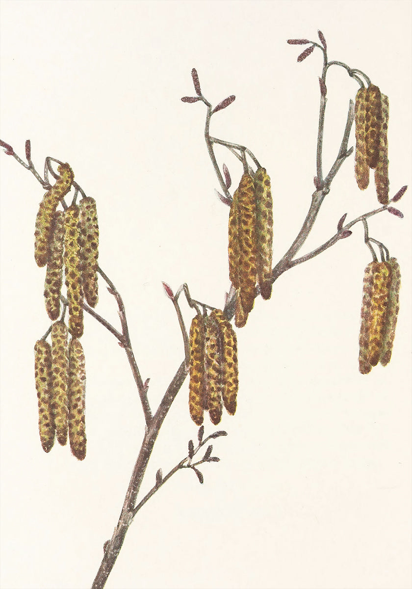 Hazel Alder (alnus Regosa) From North American Wildflowers (1925) By Mary Vaux Walcott. Plakat - Posterbox