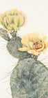 Missouri Prickly Pear From North American Wildflowers (1925) By Mary Vaux Walcott. Plakat - Posterbox