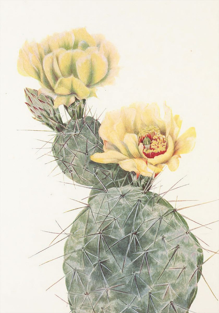 Missouri Prickly Pear From North American Wildflowers (1925) By Mary Vaux Walcott. Plakat - Posterbox