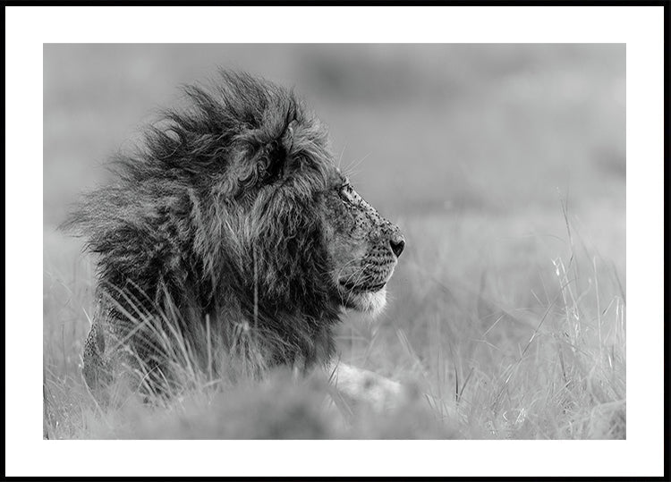 The king is alone - Posterbox