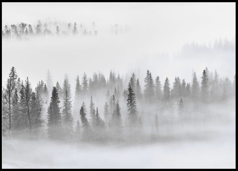 Foggy Forest - Posterbox