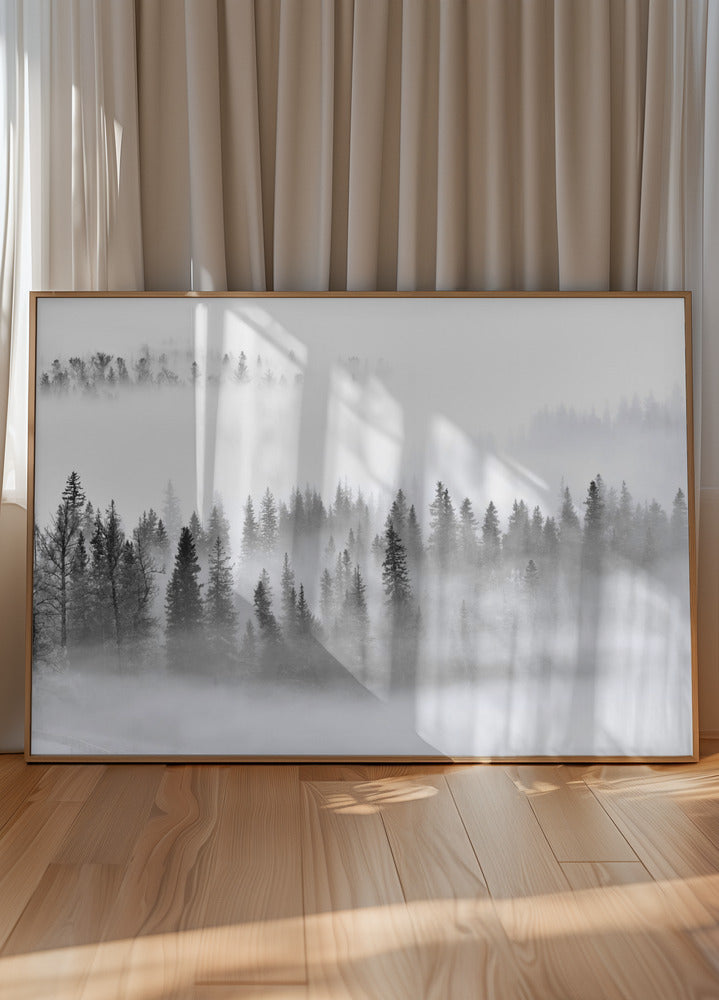 Foggy Forest - Posterbox