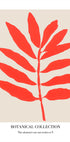 Botanical Collection Nr. 1 Plakat - Posterbox