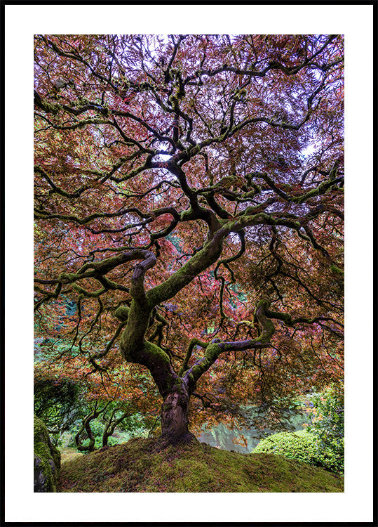 Japanese Maple Tree - Posterbox