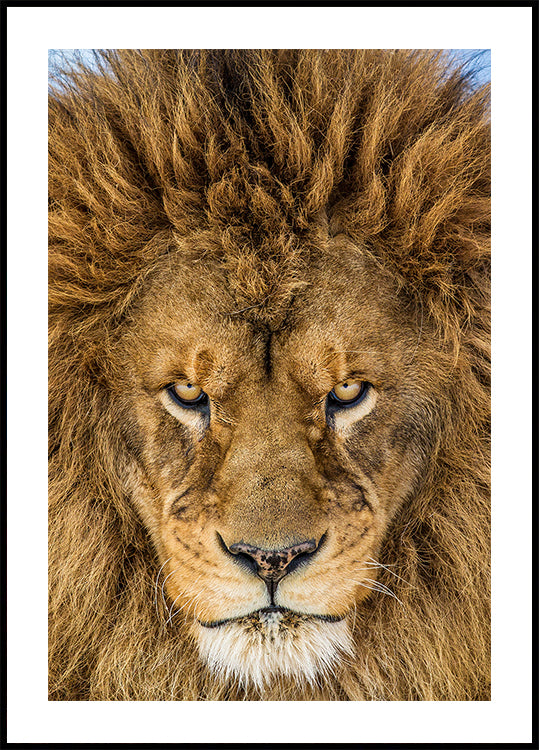 Serious Lion - Posterbox