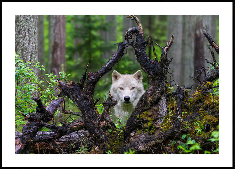 Wolf - Posterbox