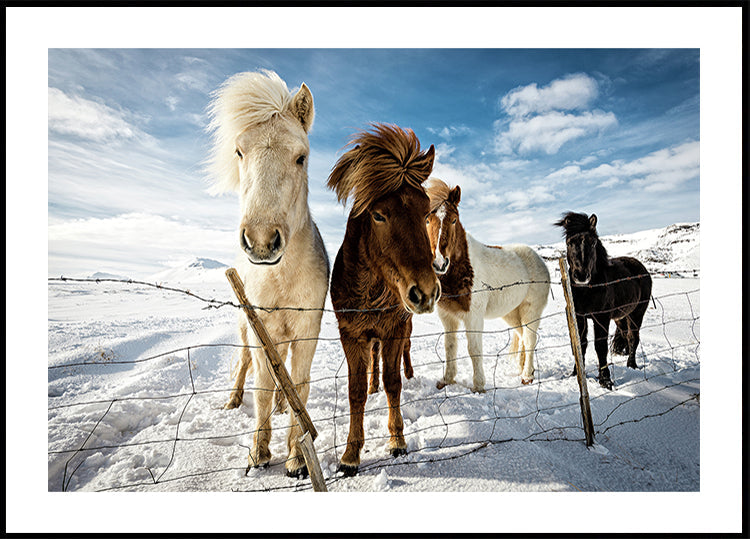 Icelandic Hair Style - Posterbox