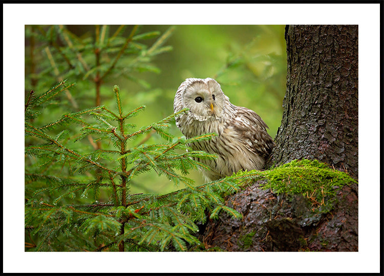 Ural Owl Plakat - Posterbox