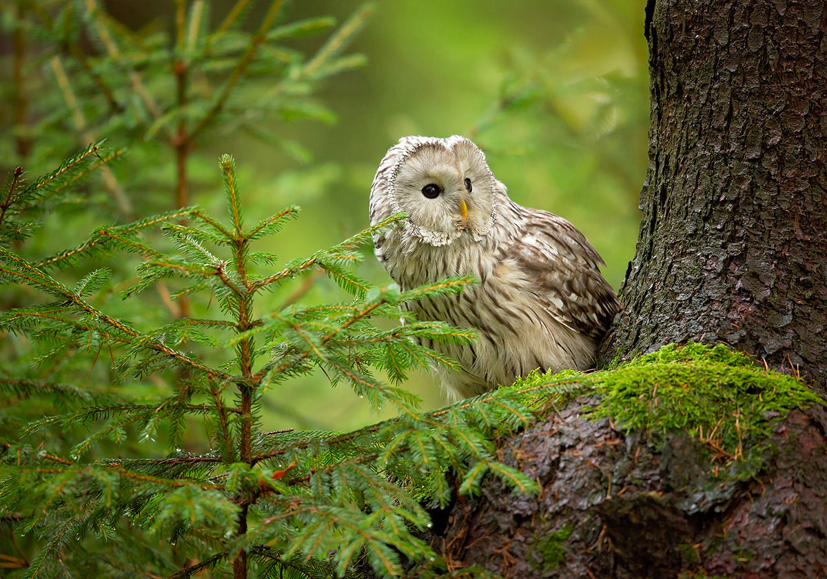 Ural Owl Plakat - Posterbox