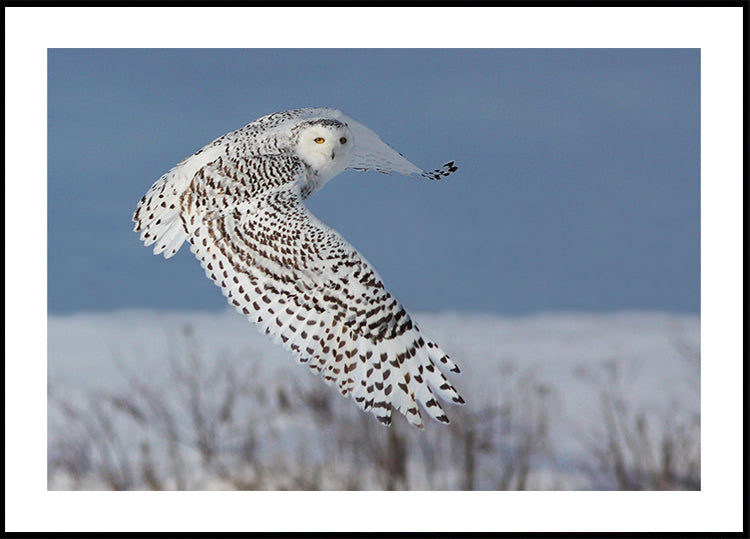 Snowy Owl - Posterbox