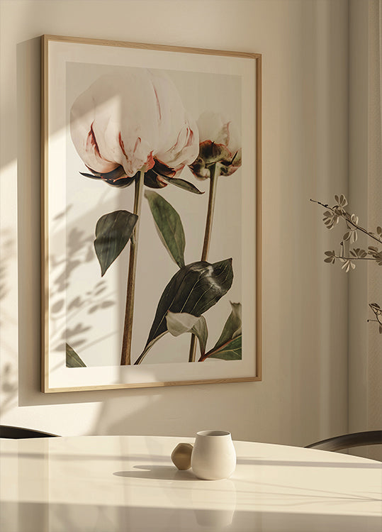 Pfingstrose 24 Poster