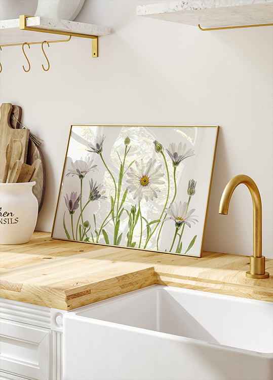 Kap-Gänseblümchen-Poster