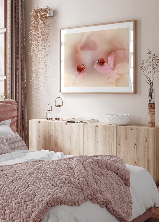 Marienkäfer auf rosa Hortensie.