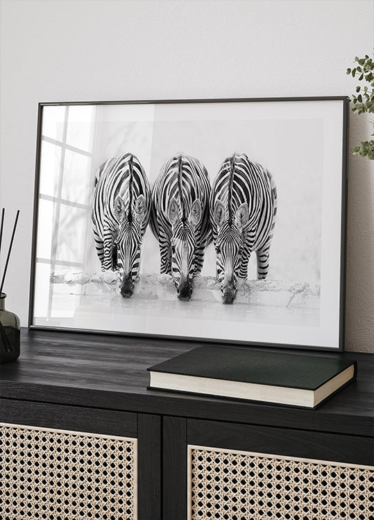 Zebras Poster