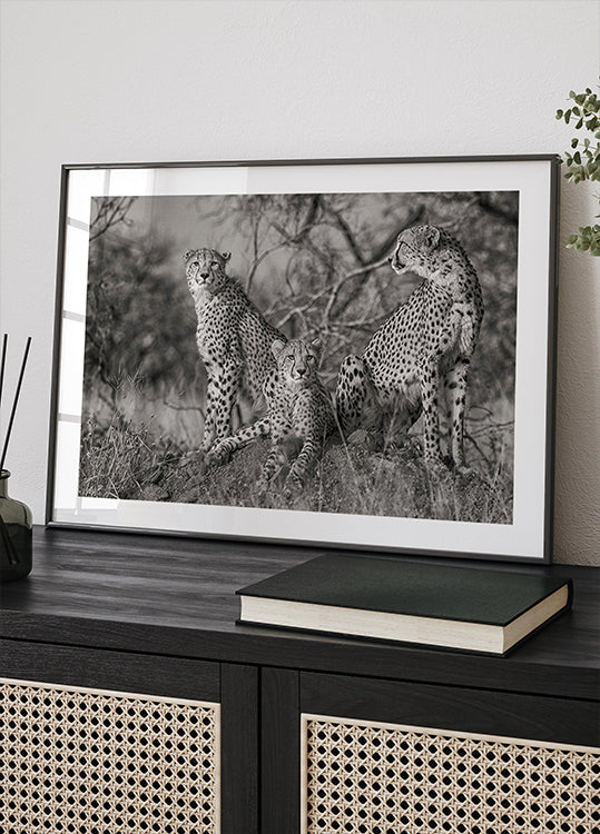 Poster mit drei Katzen