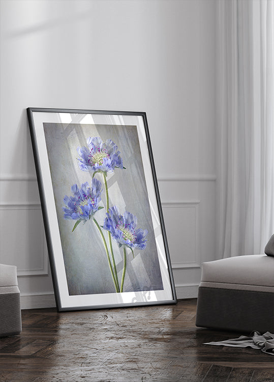 Scabiosa-Poster