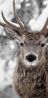 Winter Stag Plakat - Posterbox