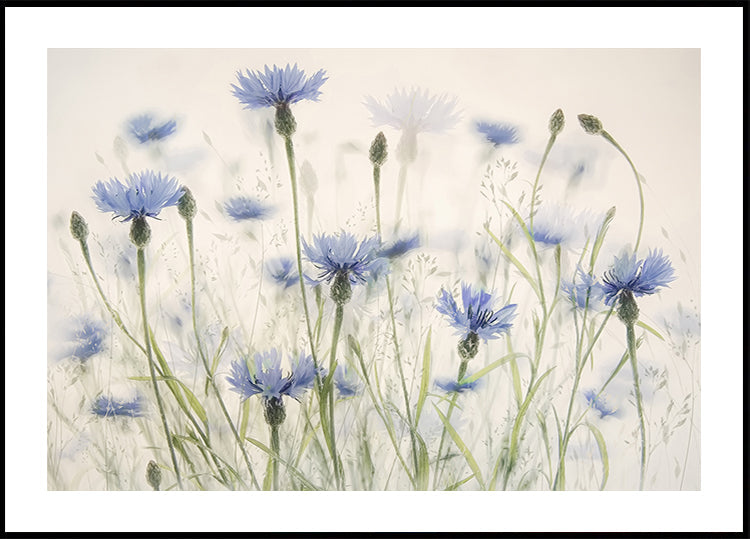 Cornflowers Plakat - Posterbox