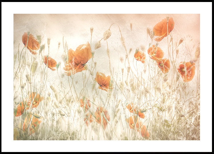 Poppies in the field - Posterbox