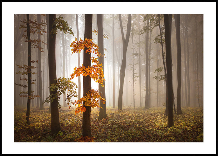 In November Light - Posterbox