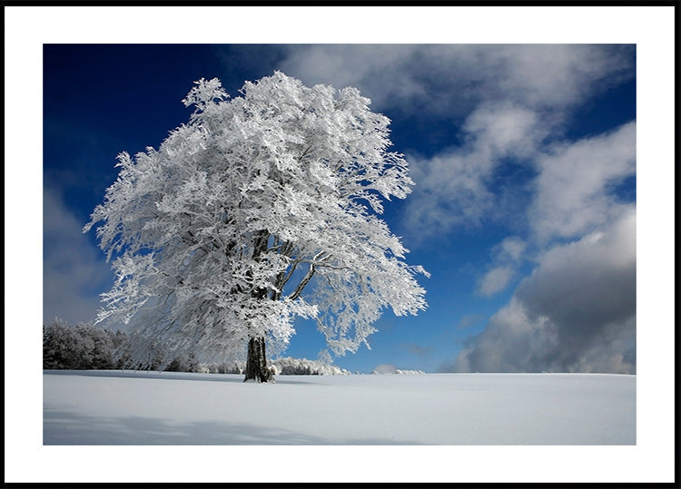 White Windbuche in Black Forest - Posterbox