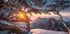 Yellow Mountain and Strange Pine after Snow Plakat - Posterbox