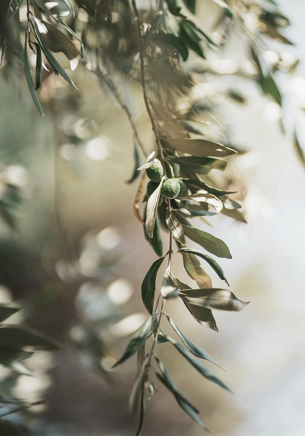 Olivenzweig-Poster - Posterbox.dk