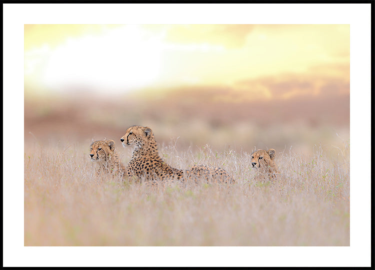 Cheetah Family Plakat - Posterbox