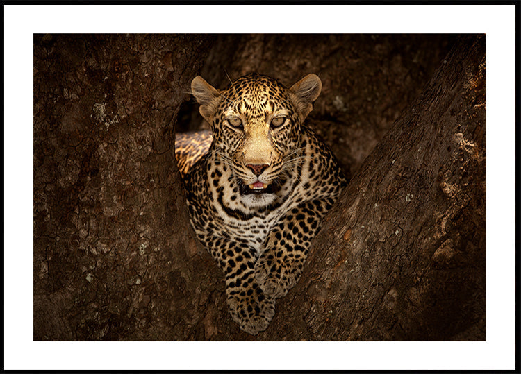 Leopard Resting on a Tree at Masai Mara - Posterbox